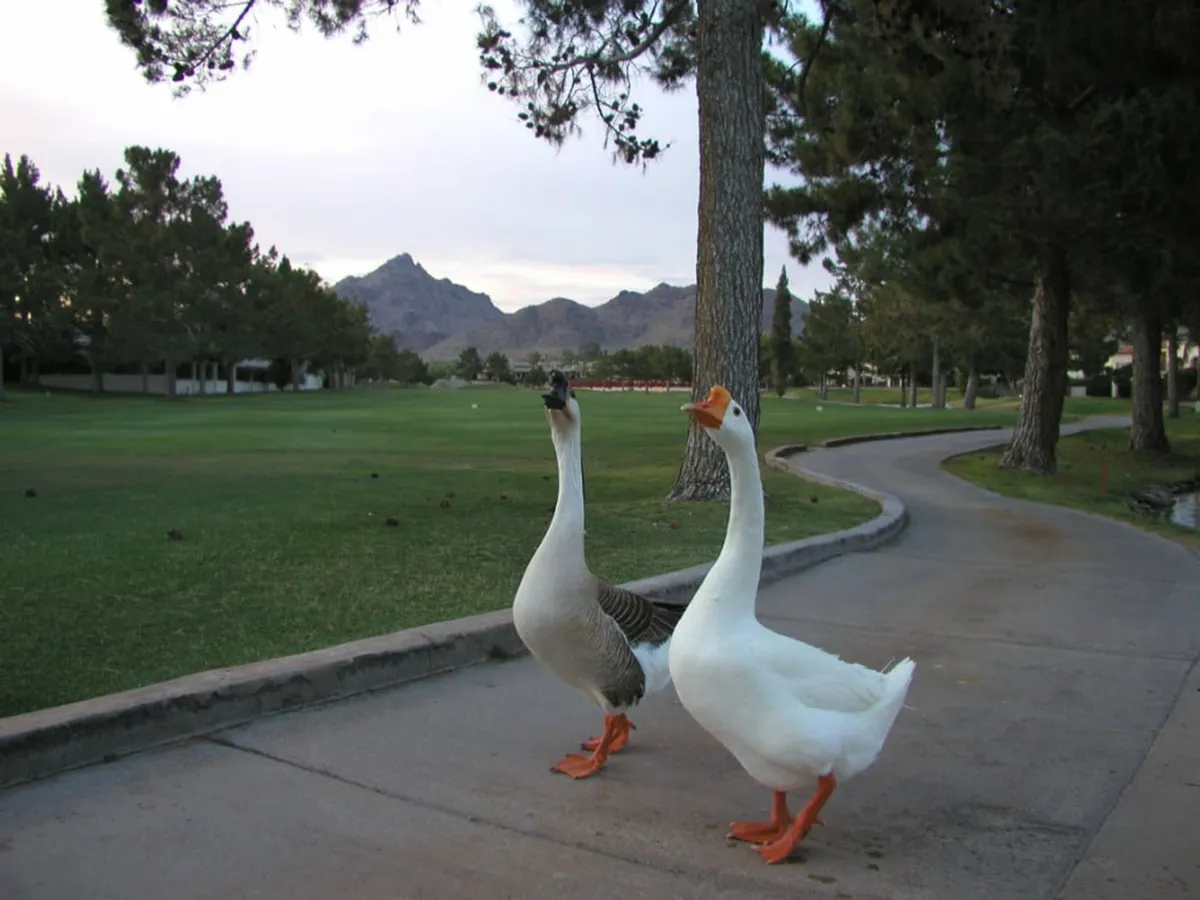 A scenic pathway winds through landscaped grounds, with two geese in the foreground and a stunning mountain backdrop. The setting evokes a tranquil, nature-filled atmosphere perfect for leisurely walks.